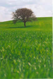 campo albero.jpg (33987 byte)